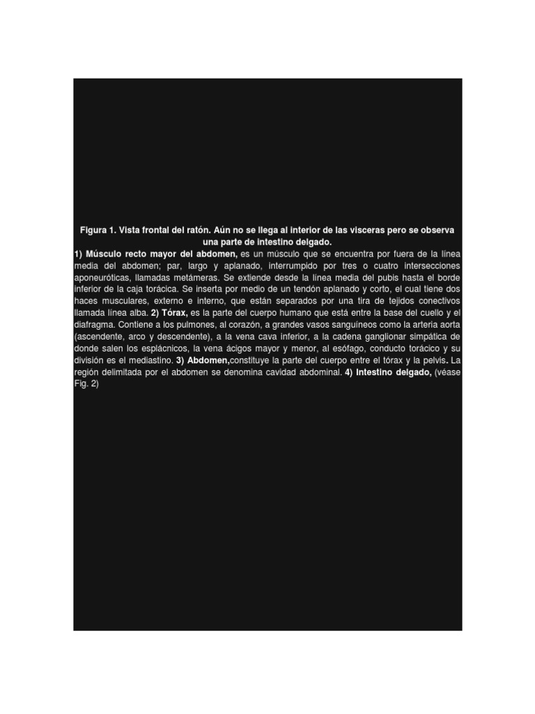 Disección y Anatomía Del Aparato Digestivo de Un Ratón PDF Abdomen Tórax