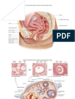 Anatomy of Female Body