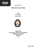 Download Lamun Halodule pinifolia by Riki Tristanto SN134644701 doc pdf