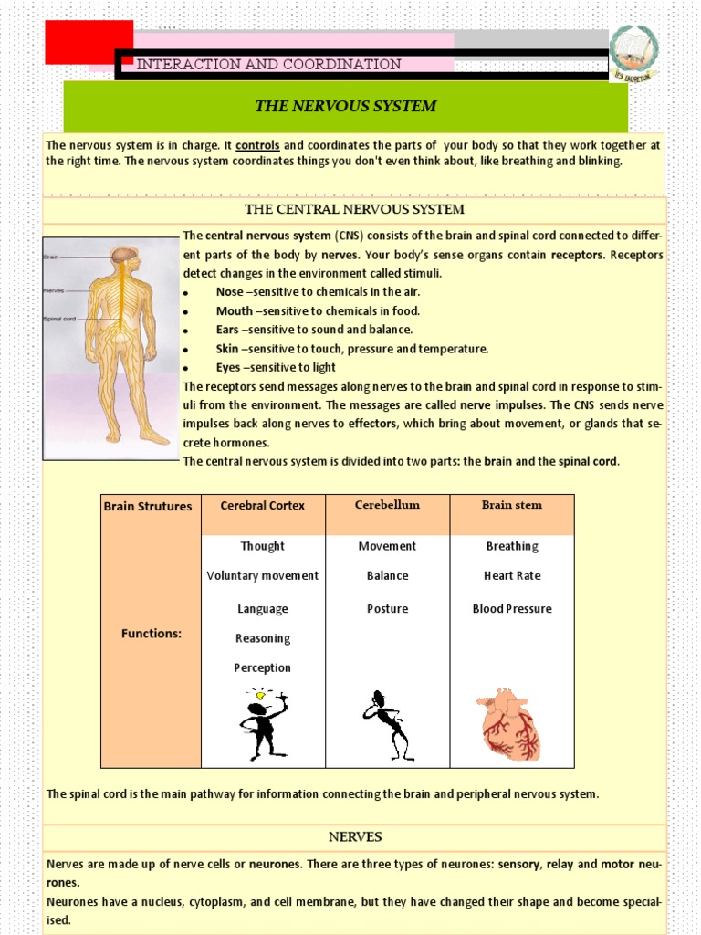 The Nervous System | Download Free PDF | Central Nervous System ...