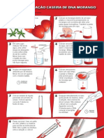 Extracao DNA Morango Web