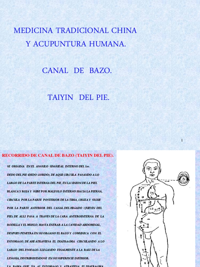 Canal de Bazo en Acupuntura | PDF | Abdomen | Bazo