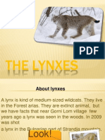 Lynx LiliyaEN