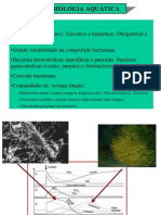 Microbiologia Algas