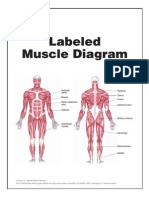 Labeled Muscle Diagram: Trapezius Pectorals (Pecs) Biiceps