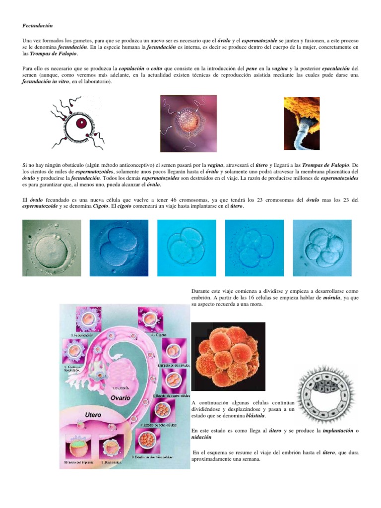 Embarazo Y Partodocx