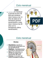 Ciclo Menstrual