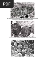Eletromicrografias - CHG