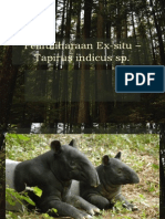Pemuliharaan Ex-Situ - Tapirus Indicus SP Edited
