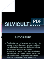 Silvi Cultura