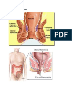 Anatomi Dan Histologi