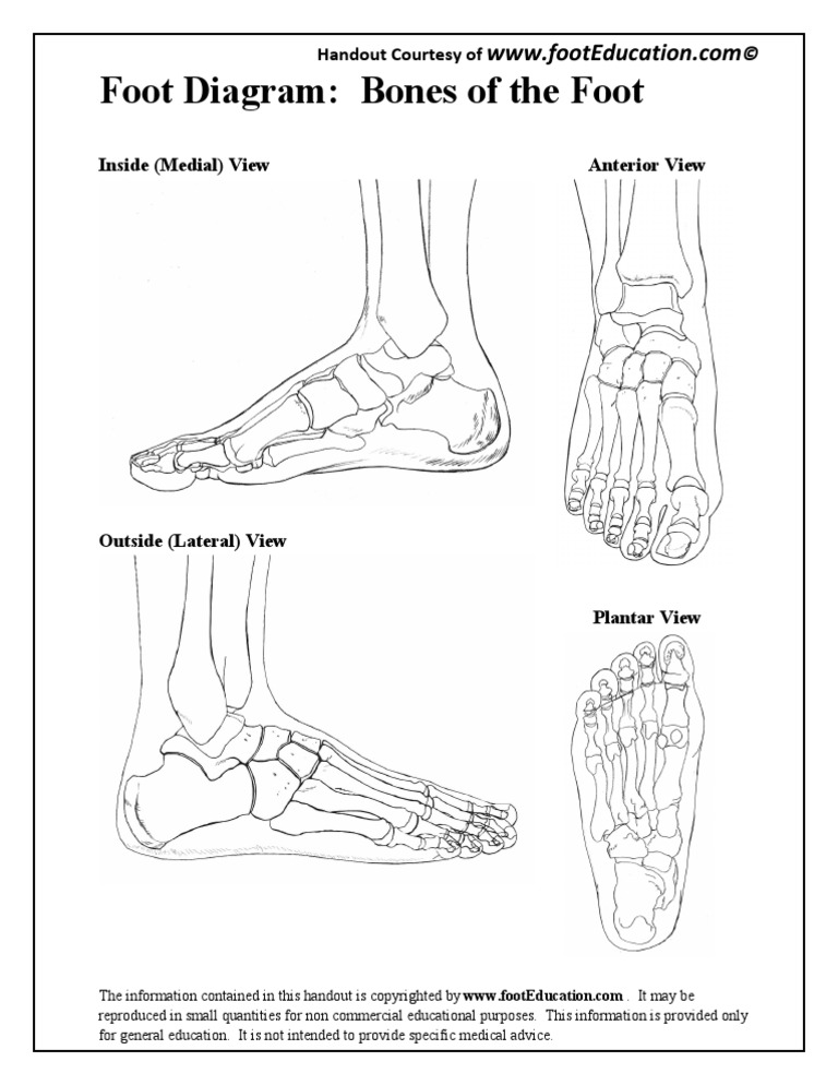 Foot Diagram Bones of The Foot PDF