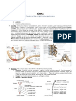 Torax 01 Paredes y Pulmones
