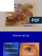 Anexos Del Ojo