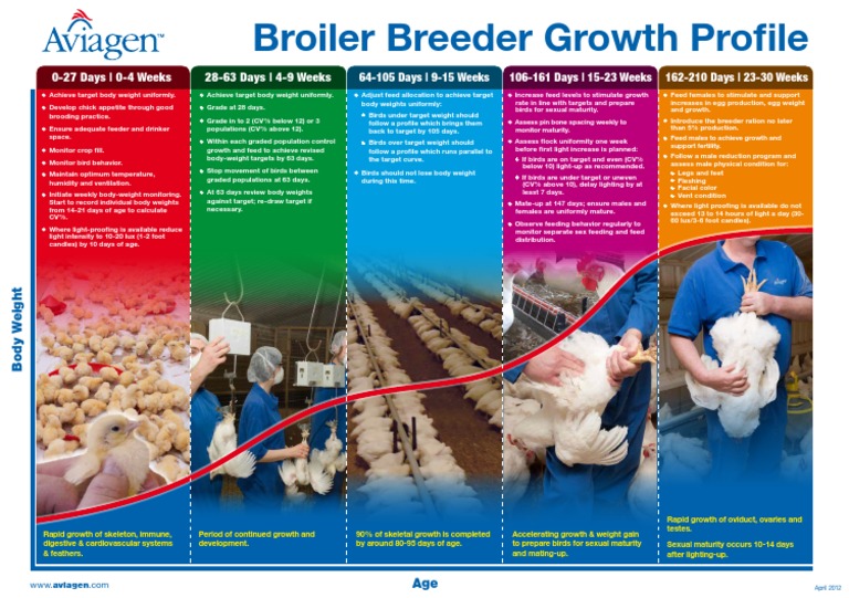 Avian Growth Profile Poster | PDF | Broiler | Birds