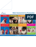 Male Assessment Poster