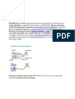 74923987 Neuroni Si Celule Gliale