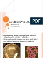 Haemophilus Pw