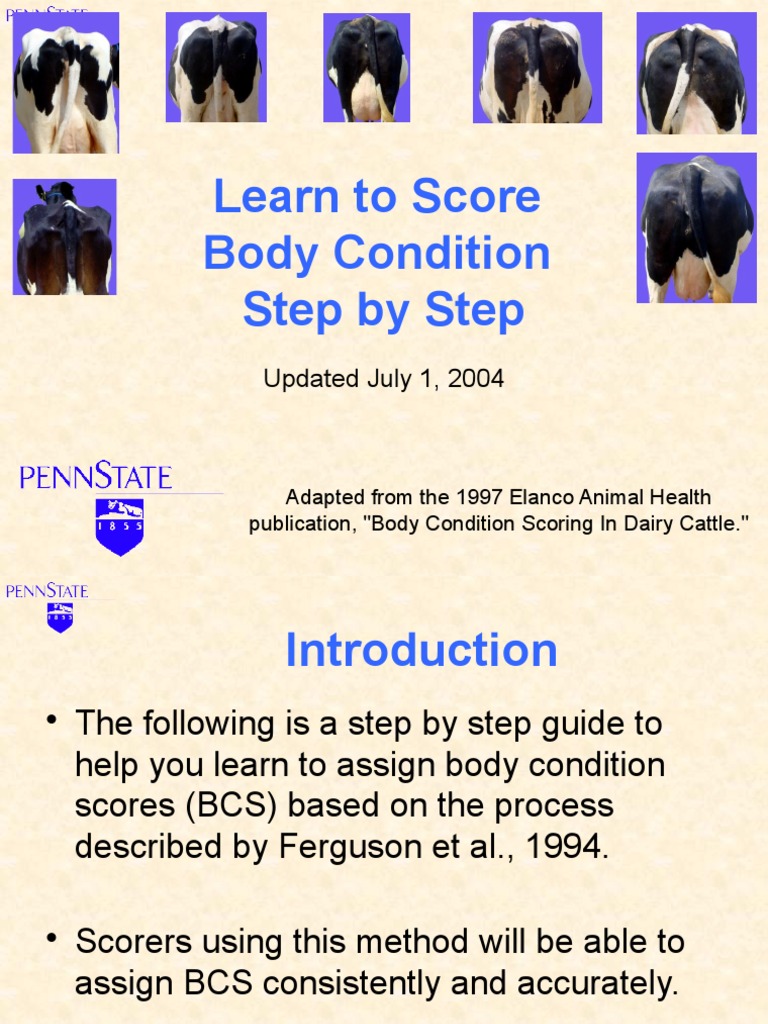 Body Condition Scoring for Cattle | PDF | Angle
