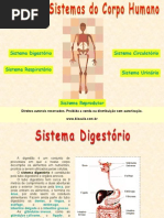 Principais Sistemas Corpo Humano