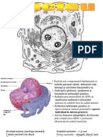 Nucleul Celulei