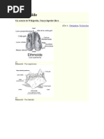 Os Ethmoïde