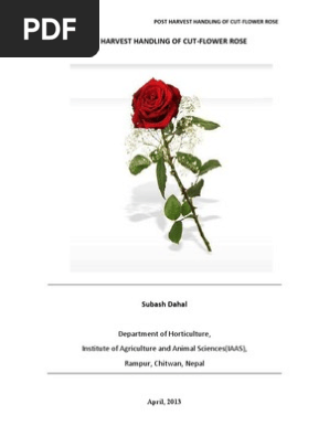 Post Harvest Handling of Cut-flower Rose