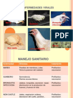 sanidad avicultura 2012.