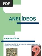 anelídios seminário