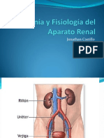 Anatomía y Fisiología Del Riñón