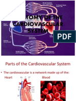 Anatomy of the Cardiovascular System Sherlyn Mills