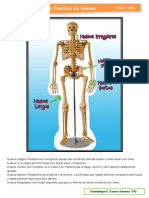 Reporte Anatomia HUESOS