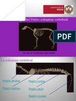 Columna Vertebral ARP