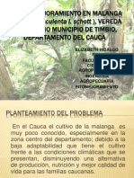 Plan de Majoramiento en Malanga (Colocasia Esculenta9
