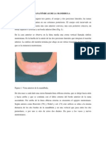 Características Anatómicas de La Mandibula