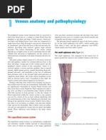 Anatomia Venelor