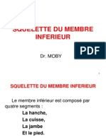 Squelette Du Membre Inferieur