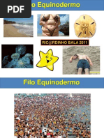 08 - Aula Equinodermos