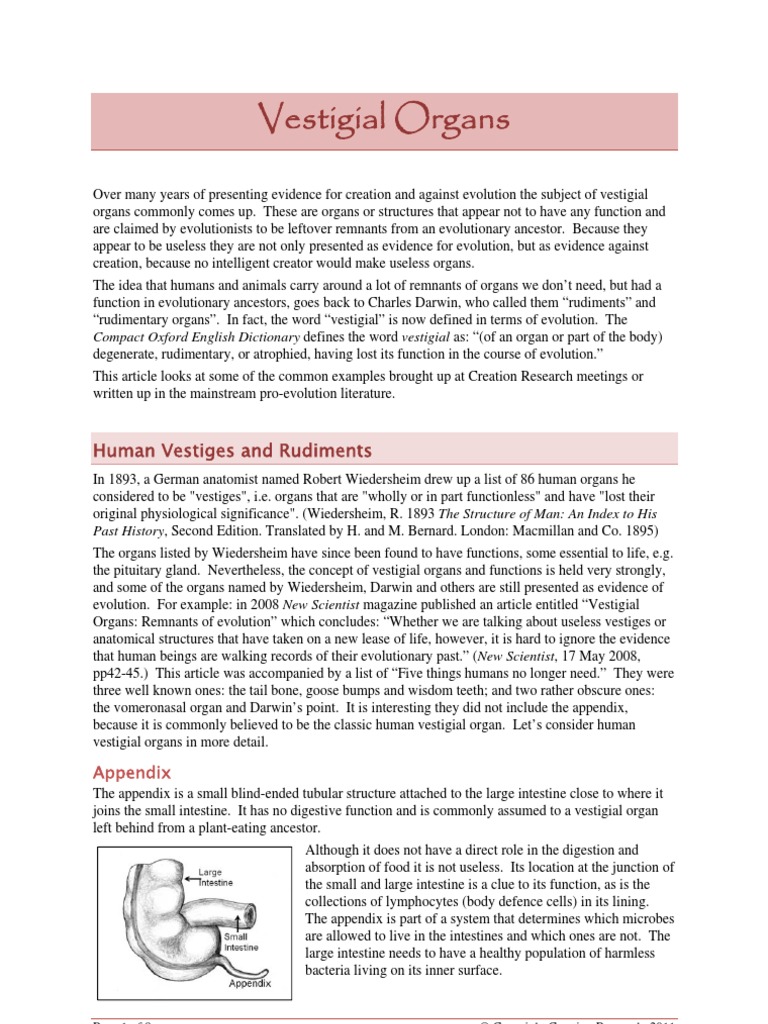 Vestigial Organs Evolution Hair