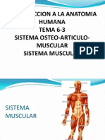 6-3-SISTEMA OSTEOARTICULO-MUSCULAR-MUSCULO.ppt