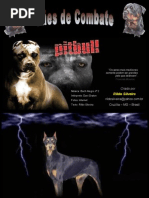American pitbull terrier top breeders