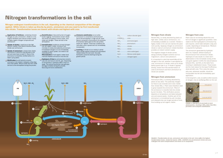 Nitrogen Transformations in The Soil | PDF | Urea | Soil