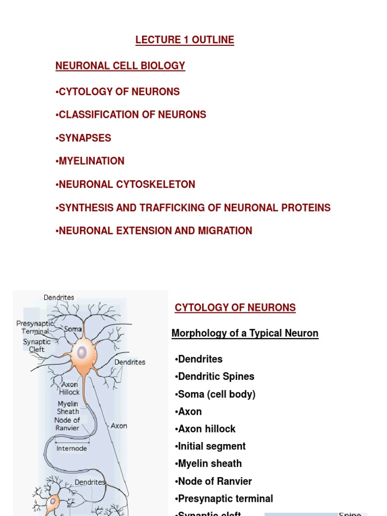 Lecture 1 Outline Neuronal Cell Biology | PDF | Neuron | Dendrite