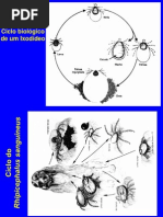 7195717-Parasitologia-Ciclos-Biologicos(1)