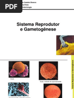Aula 1 Sistema Reprodutor e Gametogenese