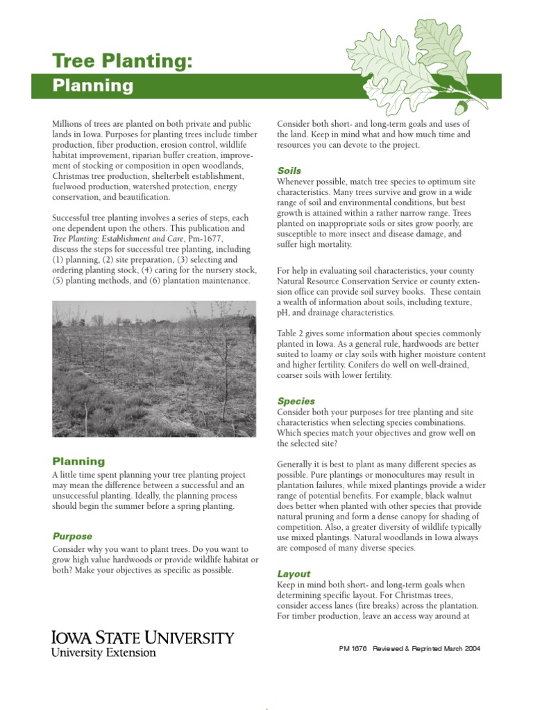 Tree Planting - Planning | PDF