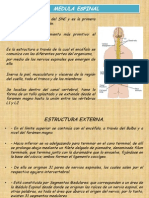 Clase 3 Medula Espinal