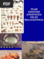 Download CrustaceabyNeoKartikaFebriaNaSN136207576 doc pdf