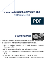 T Cell Maturation, Activation and Differentiation