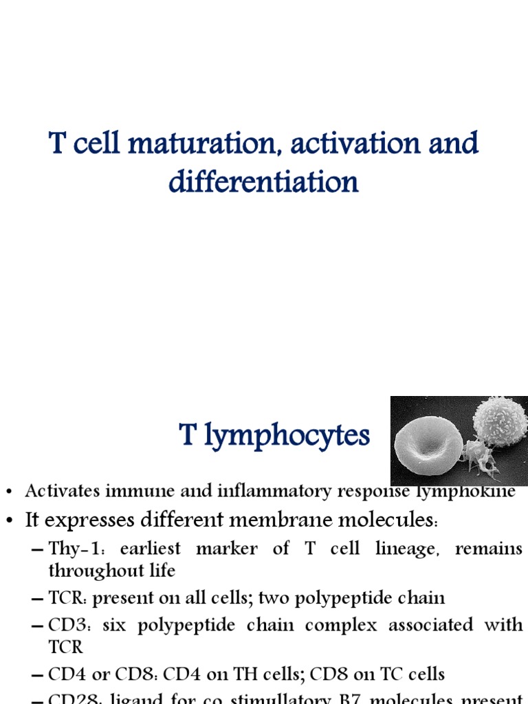 T Cell Maturation and Activation Process | PDF | T Cell | Major ...